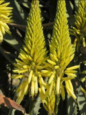 elegasaroli