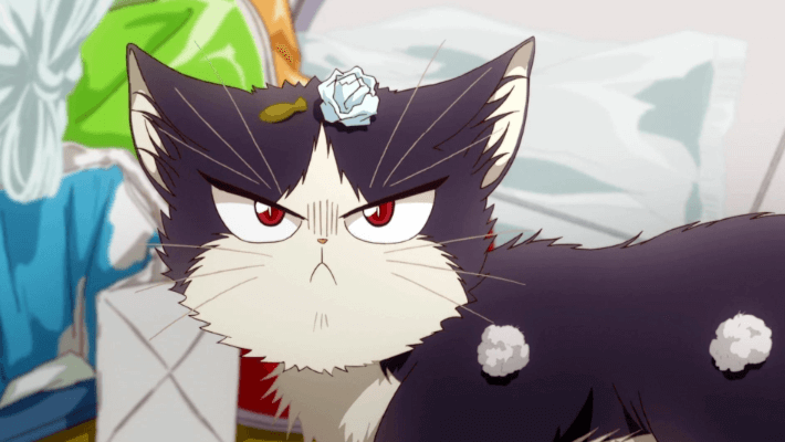 Animated:5cvai8qaekw= Cat Pfp