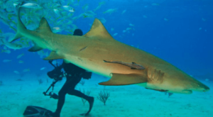 Cute:4w3rrecezjm= Lemon Shark