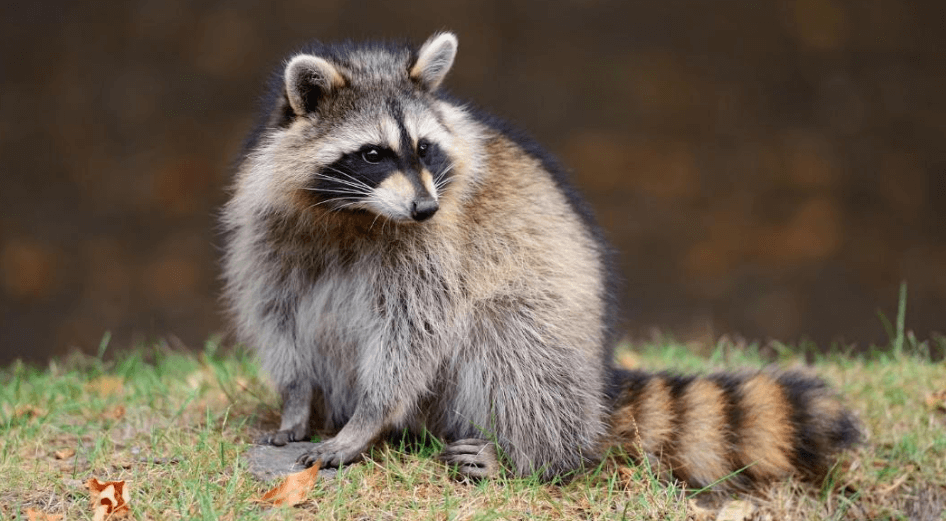 Cute:4lewsb8ltcg= Racoon