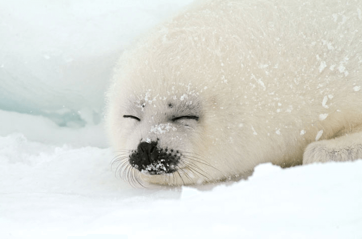Arctic:Iaxp1wlebei= Cute:2yldmejdic4= Seal