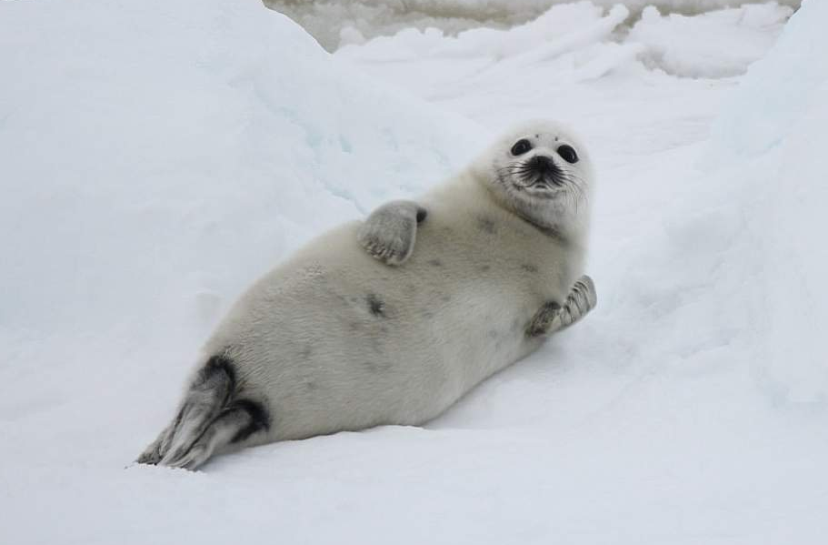 Arctic:Iaxp1wlebei= Cute:2yldmejdic4= Seal