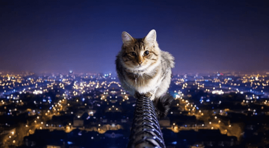 Background:0ksnjm-Fsqm= Cool Cat