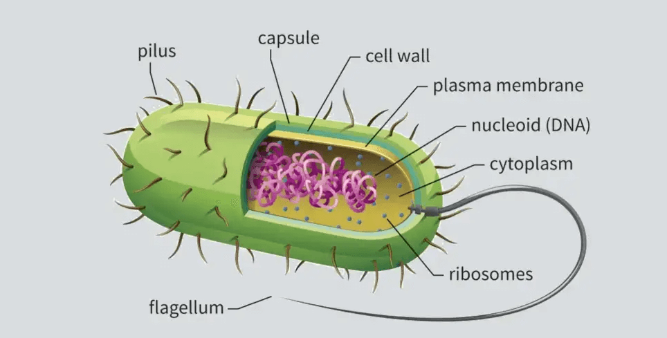 Simple:4w83q2xii9q= Prokaryotic Cell