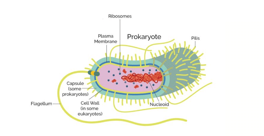 Simple:4w83q2xii9q= Prokaryotic Cell