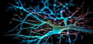 Simple:5cpdvuzom04= Nervous System