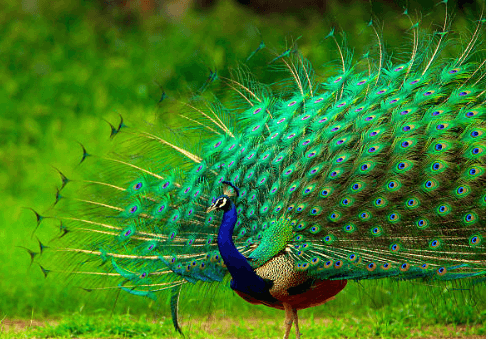 Clipart:21afzhfibme= Peacock