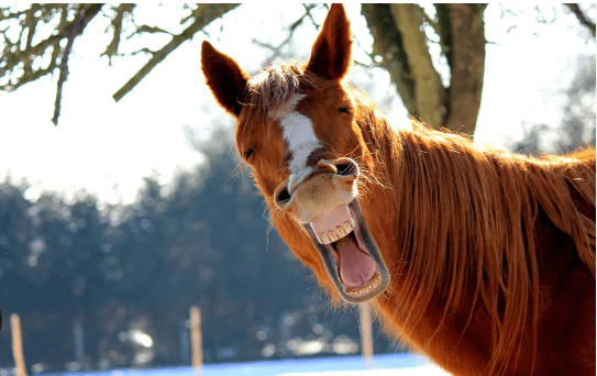 Clipart:0u7kbupbmpk= Hilarious