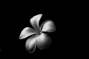 Clip Art:2njvzkrymp8= Black and White Flowers
