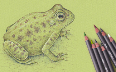 Cute:0q6qz5i7qew= How to Draw a Frog
