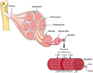 Concept Map: Muscle Structural Organization