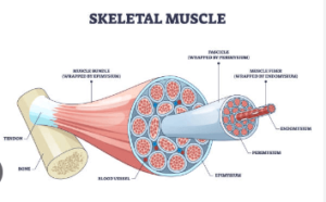 Concept Map: Muscle Structural Organization