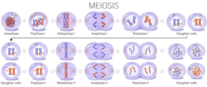 Concept Map: Meiosis