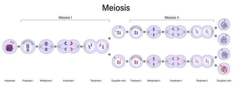 Concept Map: Meiosis