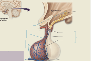 Concept Map: Overview of Anterior Pituitary Interactions