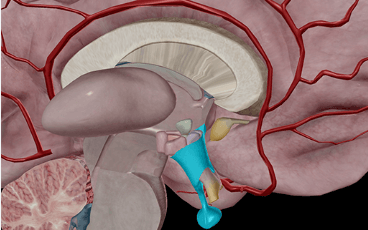 Concept Map: Overview of Anterior Pituitary Interactions