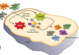Concept Map: Metabolism of Nutrients