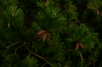 Clipart:7bwd8srxqda= Pine Tree