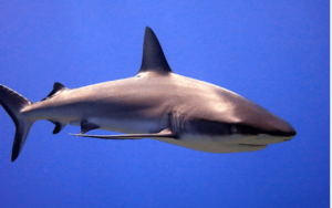 Drawing:370-Skp6pzq= Shark