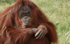 Drawing:6zw1nupb-Oa= Orangutan