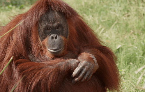 Drawing:6zw1nupb-Oa= Orangutan