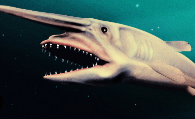 Drawing:--Qxryyrmqc= Goblin Shark