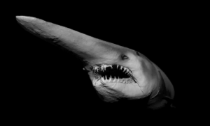 Drawing:--Qxryyrmqc= Goblin Shark