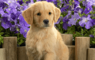Baby:91jr2ozelcq= Golden:Dww-Cc6woxm= Puppies