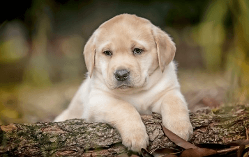 Baby:4-31b1fqs-G= Labrador