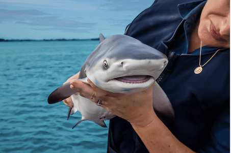 Clipart:161ubv4bcb8= Baby Shark