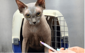 Cute:1pbthvwq7gq= Sphynx Cat