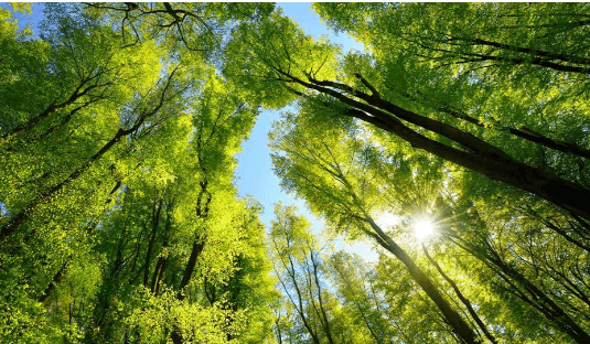 Clipart:18eynrbgvpw= Trees