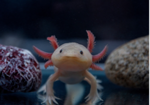 Kawaii:Dhptk2aut-O= Drawing:4qot_F9ob3y= Axolotl