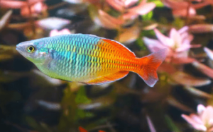 Clipart:_Glgiizyxtc= Rainbow Fish