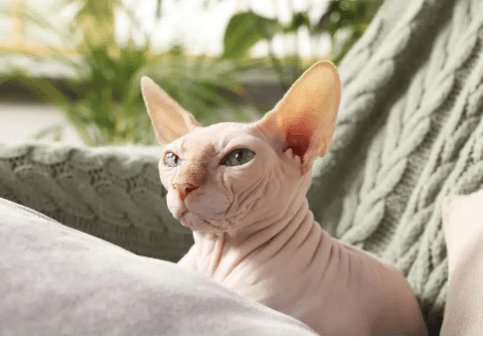 Cute:1pbthvwq7gq= Sphynx Cat