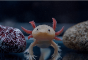 Kawaii:Hbruracvig8= Drawing:4qot_F9ob3y= Axolotl