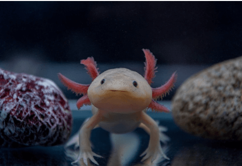 Kawaii:Hbruracvig8= Drawing:4qot_F9ob3y= Axolotl