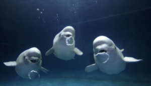 Cat:7y7rxh4mb3g= Beluga