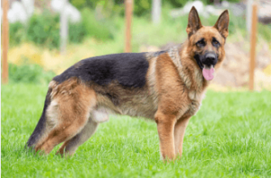 Clipart:_Ltw-Cacnfq= Dog