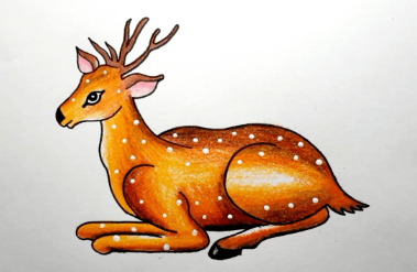 Drawing:12cxa0fy4qm= How to Draw a Deer