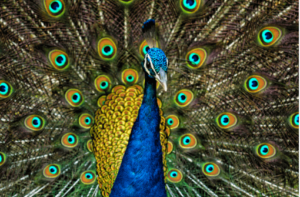 Clipart:21afzhfibme= Peacock