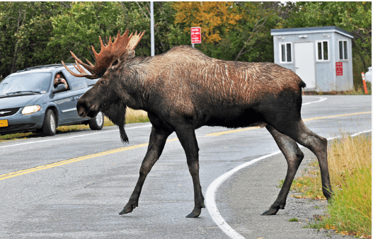 Clipart:-Y1huxttq1w= Moose