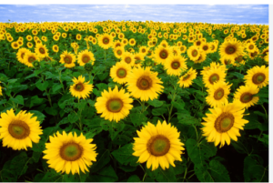 Clipart:-Ytl2dttkty= Flower