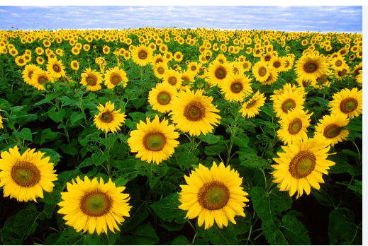 Clipart:-Ytl2dttkty= Flower