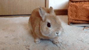 Cute:_Eh0n-Omhzu= Bunny Gif
