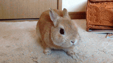 Cute:_Eh0n-Omhzu= Bunny Gif