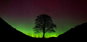 Northern Lights:Oip3sre5snm= Sycamore Gap
