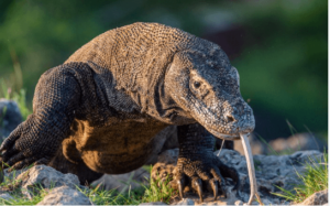 Cute Baby:4jevscdgfka= Komodo Dragons