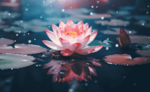 Clipart:973sk4wviji= Lotus